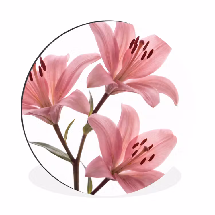 Alu-Dibond-Bild Rund - Blumen – Sanft – Modern — 1