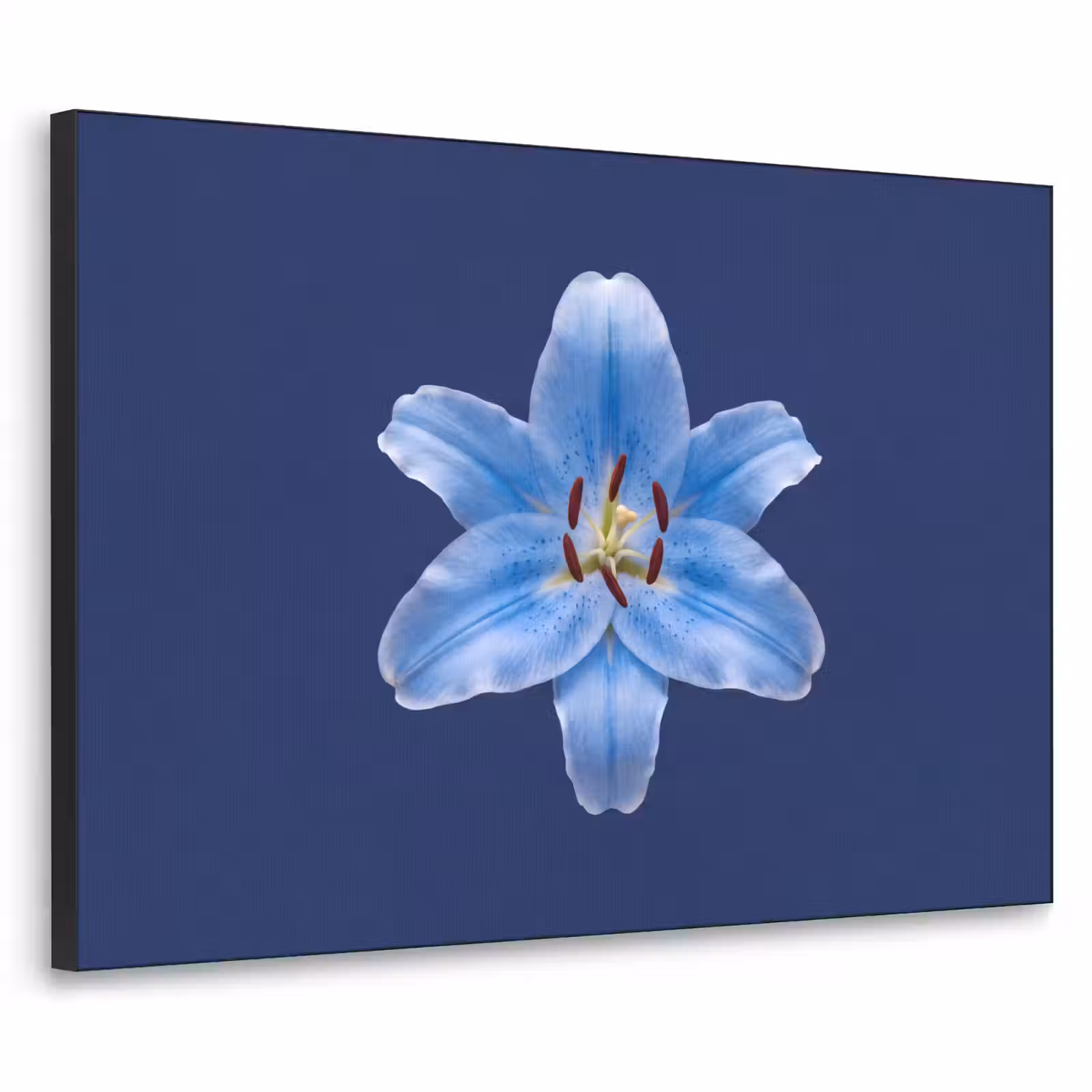 Art Frame - Blaue Lilie – Blumen — 1