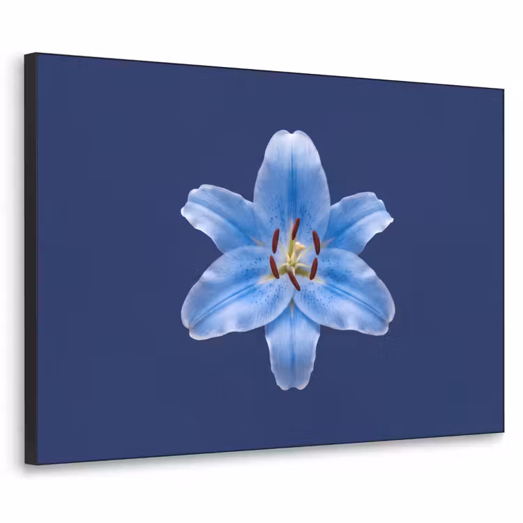 Art Frame - Blaue Lilie – Blumen — 1