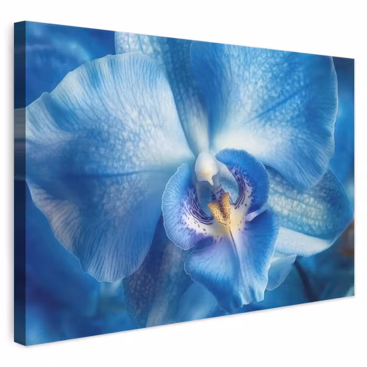 Leinwandbild - Blau - Orchidee - Elegeant — 1