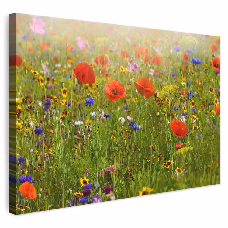 Leinwandbild - Frühling - Blumen - Rot - Mohn - Gras - Grün — 1