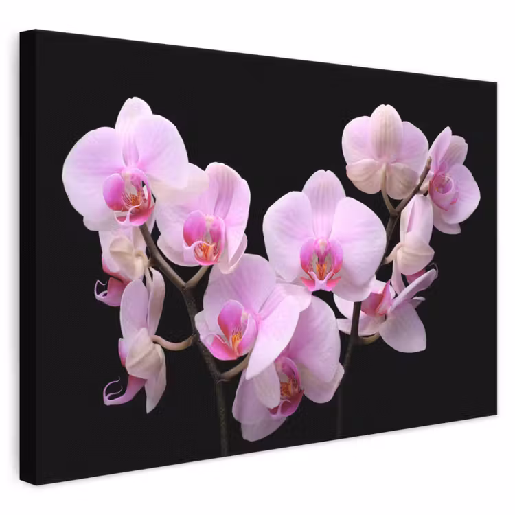 Leinwandbild - Orchidee - Blumen - Rosa - Flora — 1