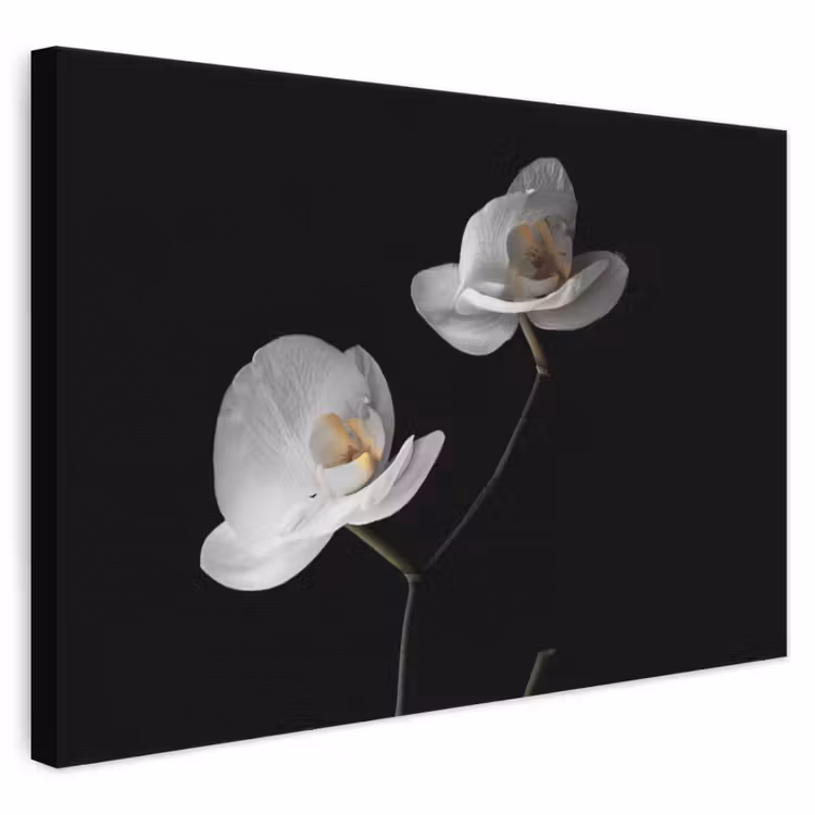 Leinwandbild - Orchidee - Blumen - Schwarz - Weiß - Stilleben — 1