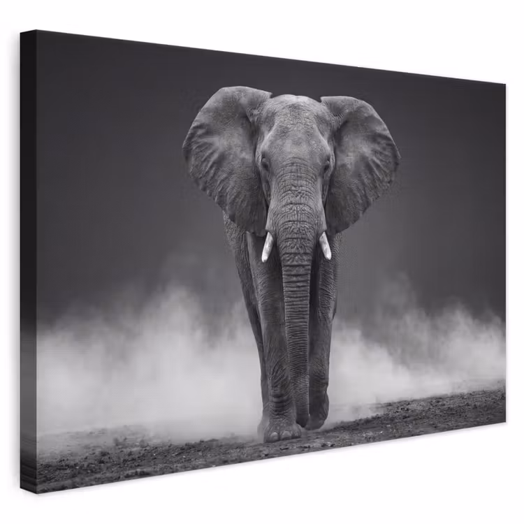 Leinwandbild - Elefant - Schwarz - Weiß - Rauch — 1