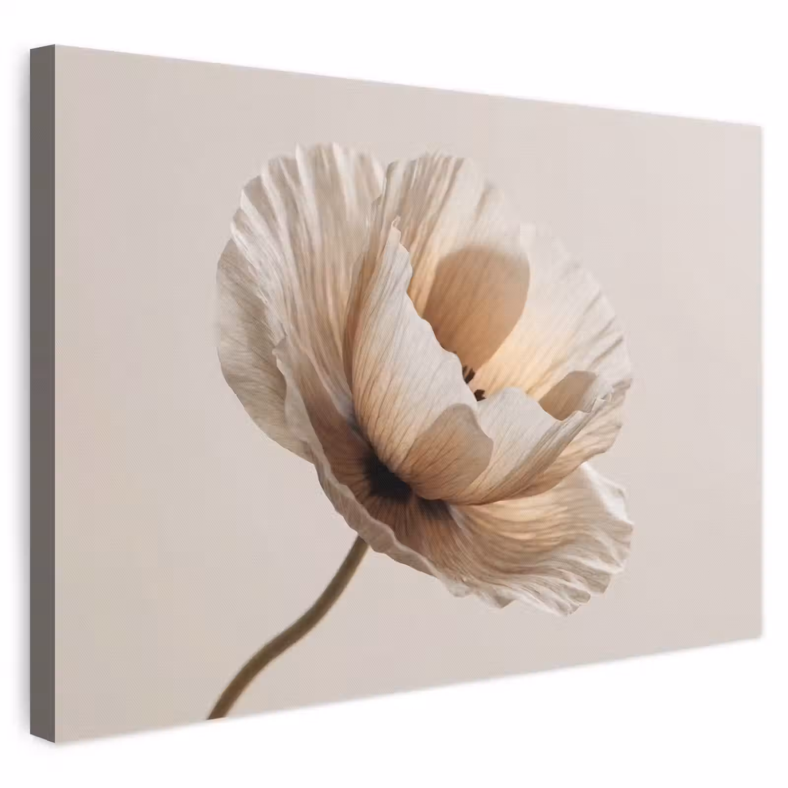 Leinwandbild - Blume - Beige - Creme — 1