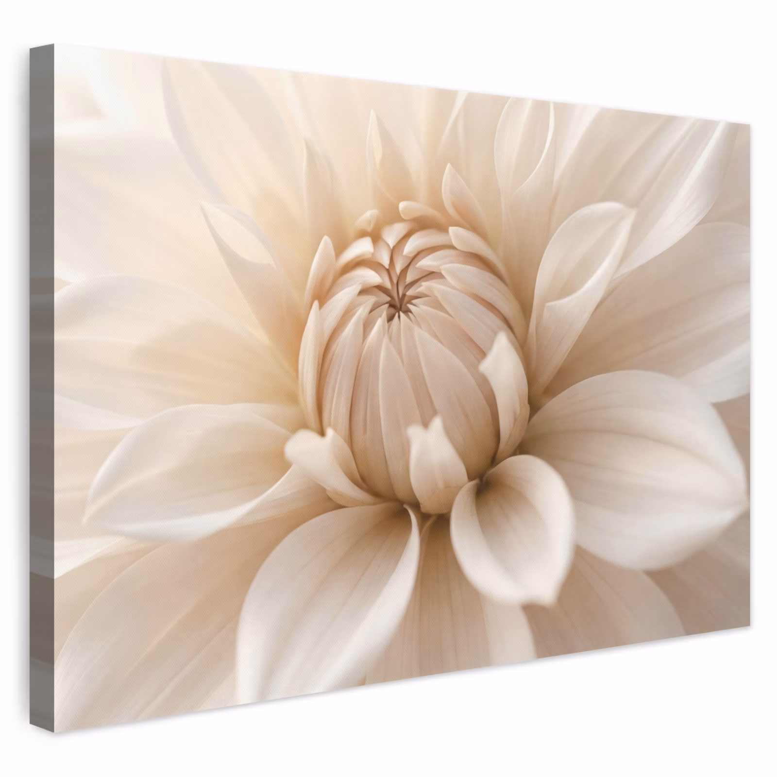 Leinwandbild - Blume - Dahlie - Weiß — 1