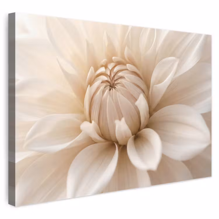 Leinwandbild - Blume - Dahlie - Weiß — 1