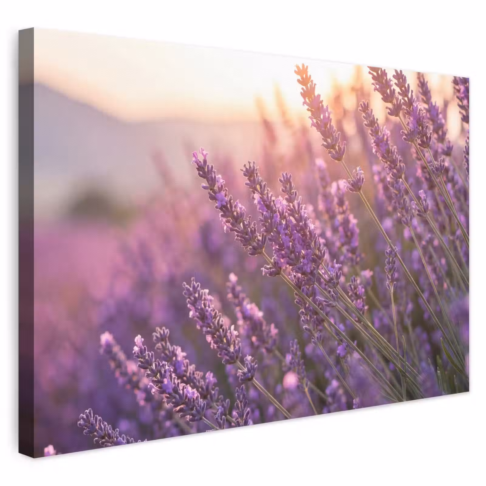 Leinwandbild - Lavendel - Lila - Sonnenlicht — 1