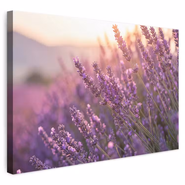 Leinwandbild - Lavendel - Lila - Sonnenlicht — 1