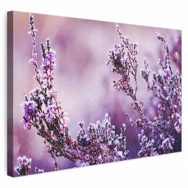 Leinwandbild - Lavendel - Winter - Blumen - Lila — 1