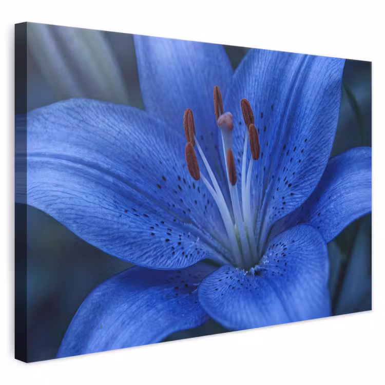 Leinwandbild - Blaue Blume – Natur — 1