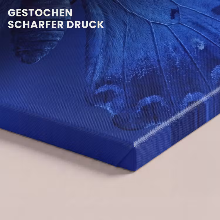 Leinwandbild - Blauer Schmetterling – Insekt — 4