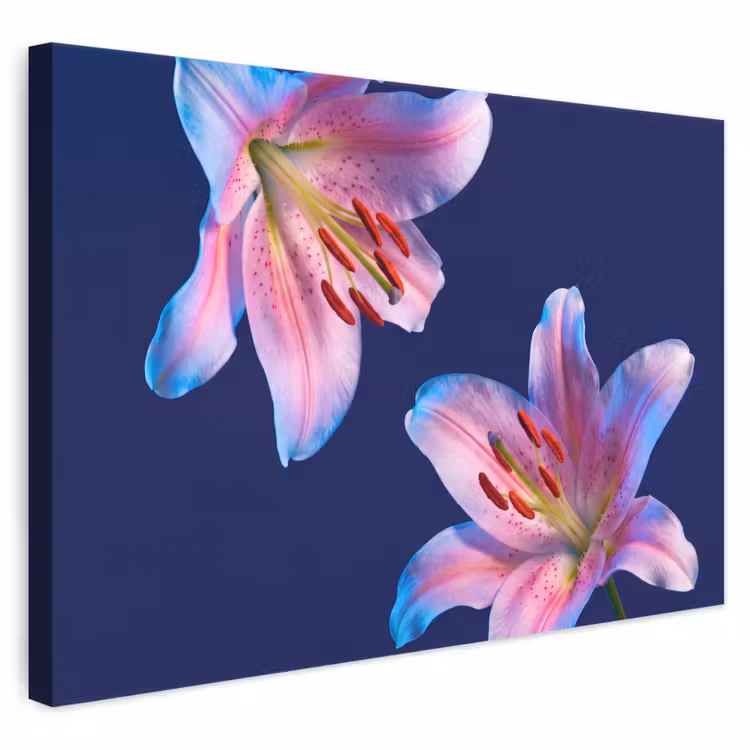Leinwandbild - Blumen – Farbenfroh – Botanisch — 1