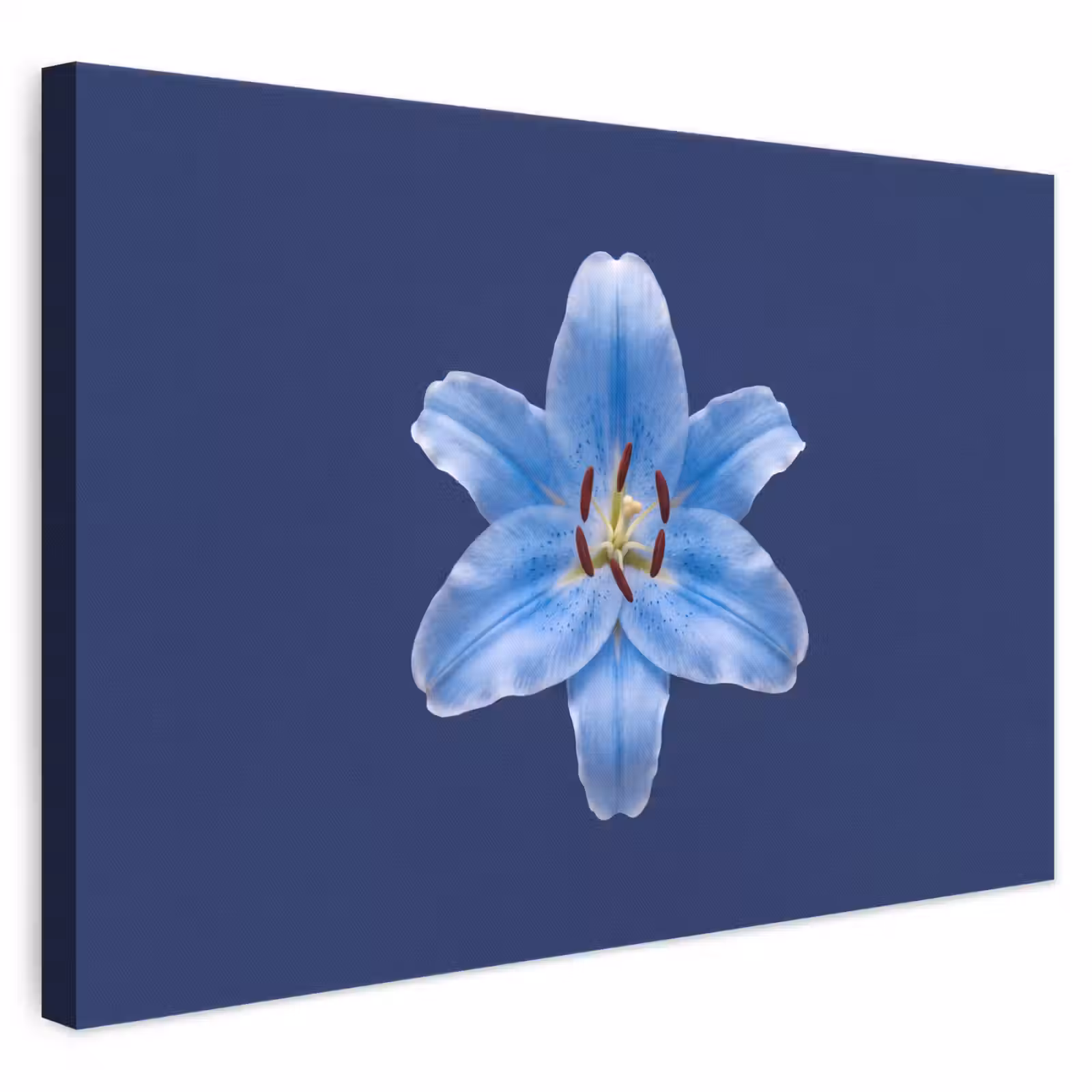 Leinwandbild - Blaue Lilie – Blumen — 1