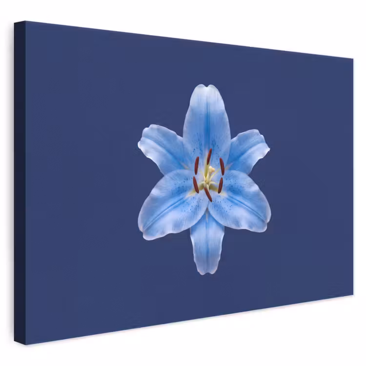 Leinwandbild - Blaue Lilie – Blumen — 1