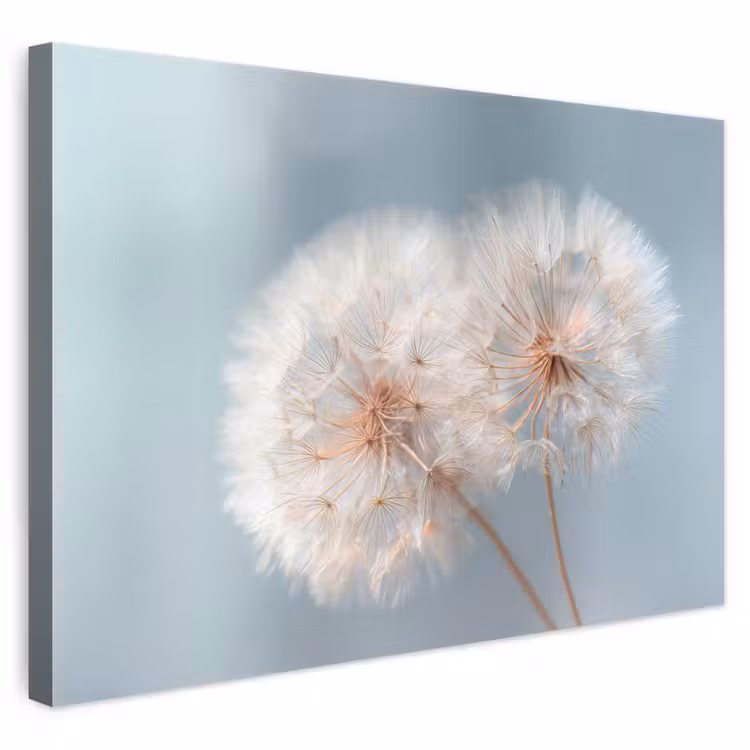 Leinwandbild - Pusteblumen - Flauschig - Weiß — 1