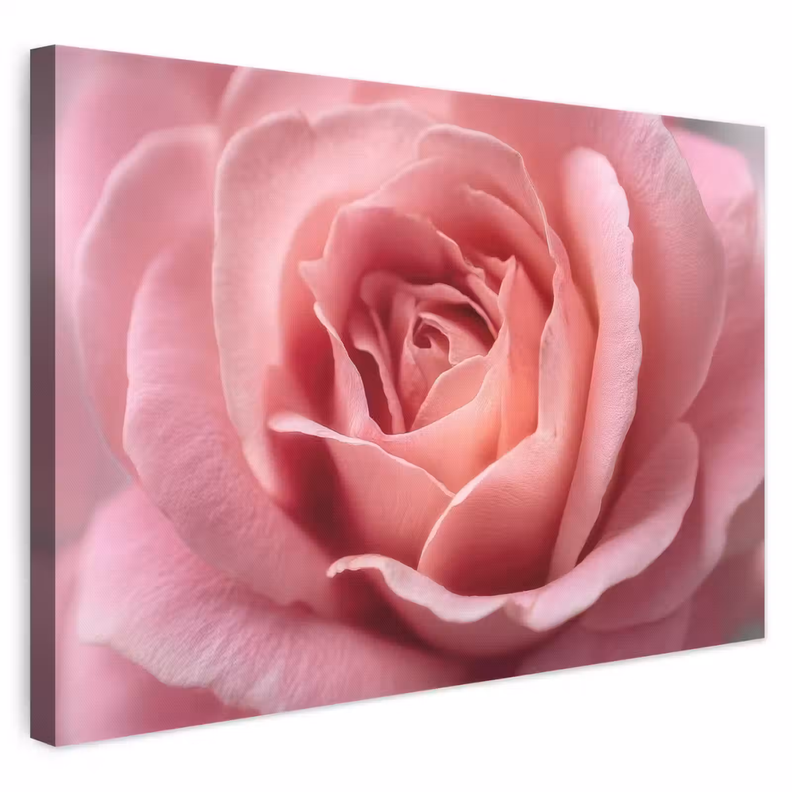 Leinwandbild - Rosa - Rose - Romantisch — 1