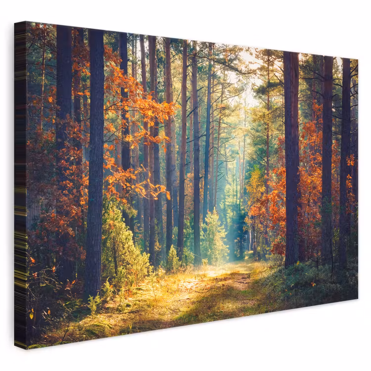 Leinwandbild - Wald – Sonne – Natur – Herbst — 1