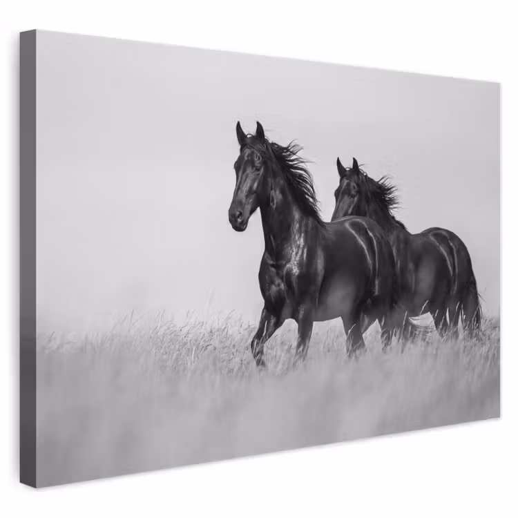 Leinwandbild - Pferde - Gras - Schwarz - Weiß — 1