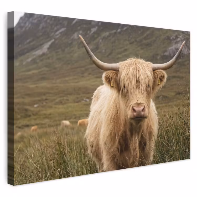 Leinwandbild - Schottischer Hochländer - Bergen - Grasfeld — 1