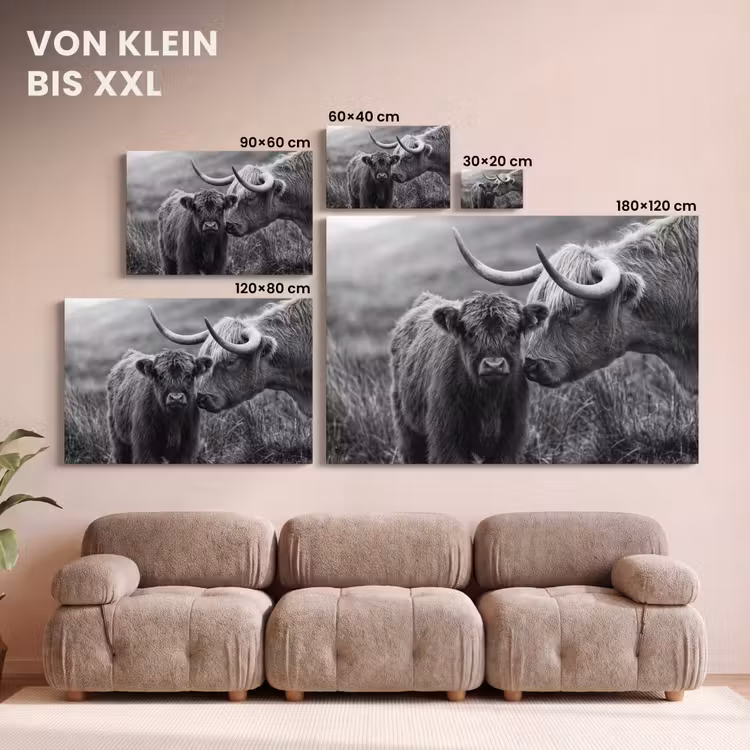 Leinwandbild - Schottischer Highlander - Kalb - Schwarz - Weiß — 6