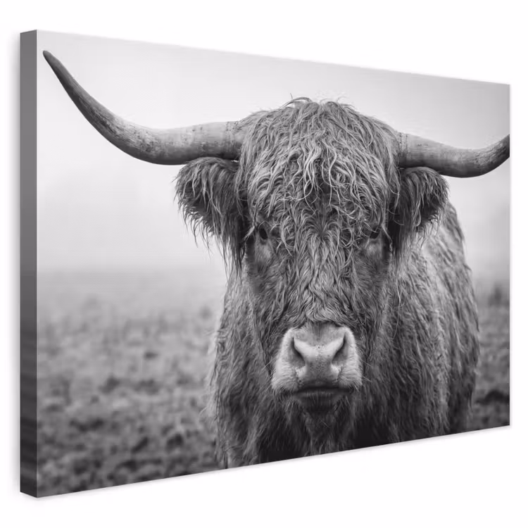 Leinwandbild - Schottischer Highlander - Schwarz - Weiß - Gras — 1