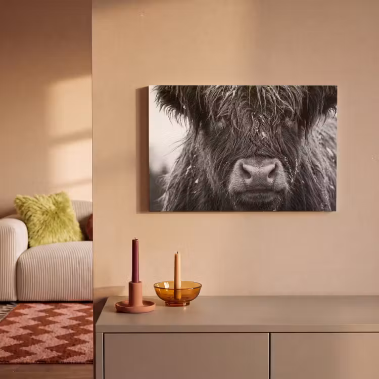 Leinwandbild - Schottischer Highlander - Schwarz - Weiß - Schneeflocken — 2