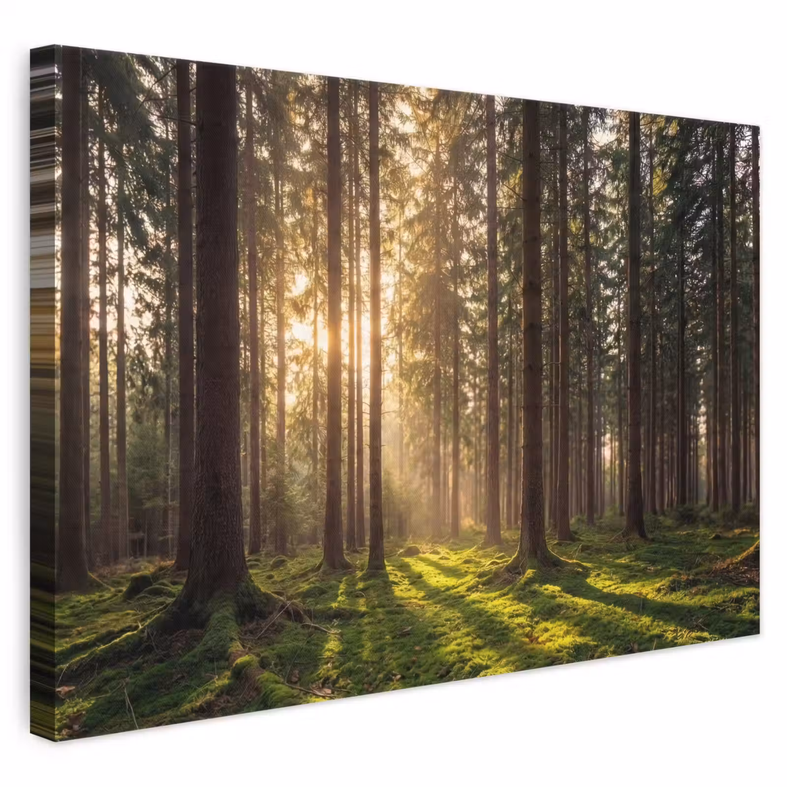 Leinwandbild - Wald - Gras - Sonnenlicht — 1