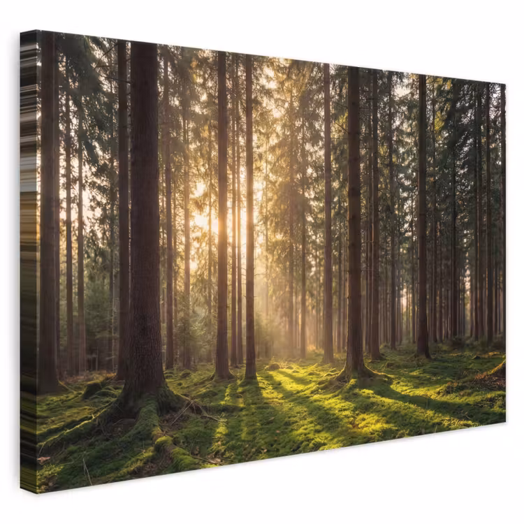 Leinwandbild - Wald - Gras - Sonnenlicht — 1