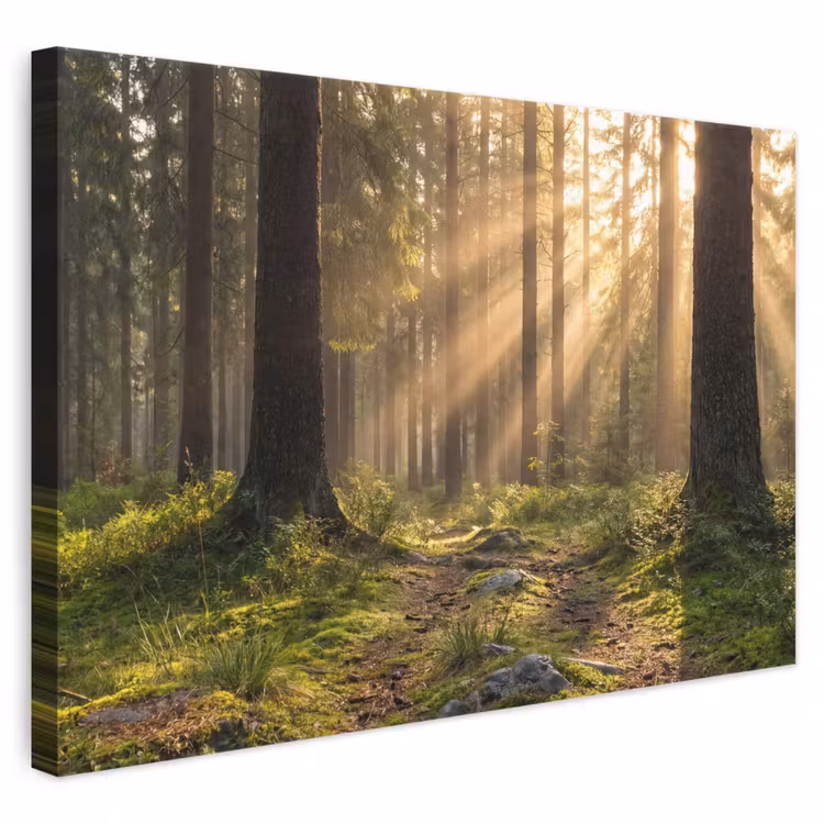Leinwandbild - Wald - Sonnenlicht - Gras — 1