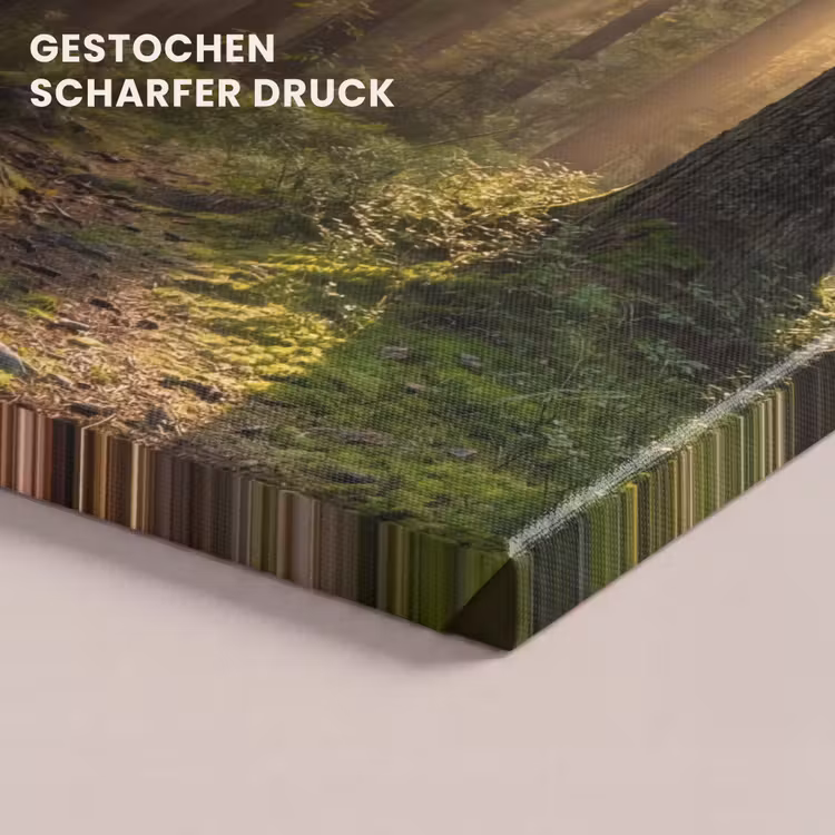 Leinwandbild - Wald - Sonnenlicht - Gras — 4
