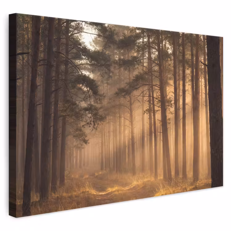 Leinwandbild - Wald - Nebel - Sonnenlicht — 1