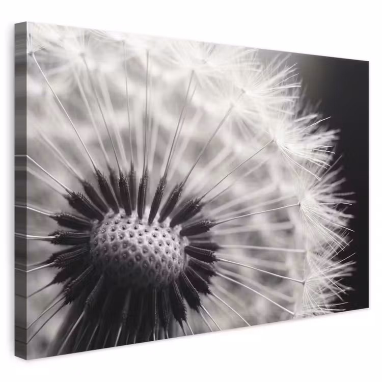 Leinwandbild - Pusteblume - Schwarz - Weiß — 1