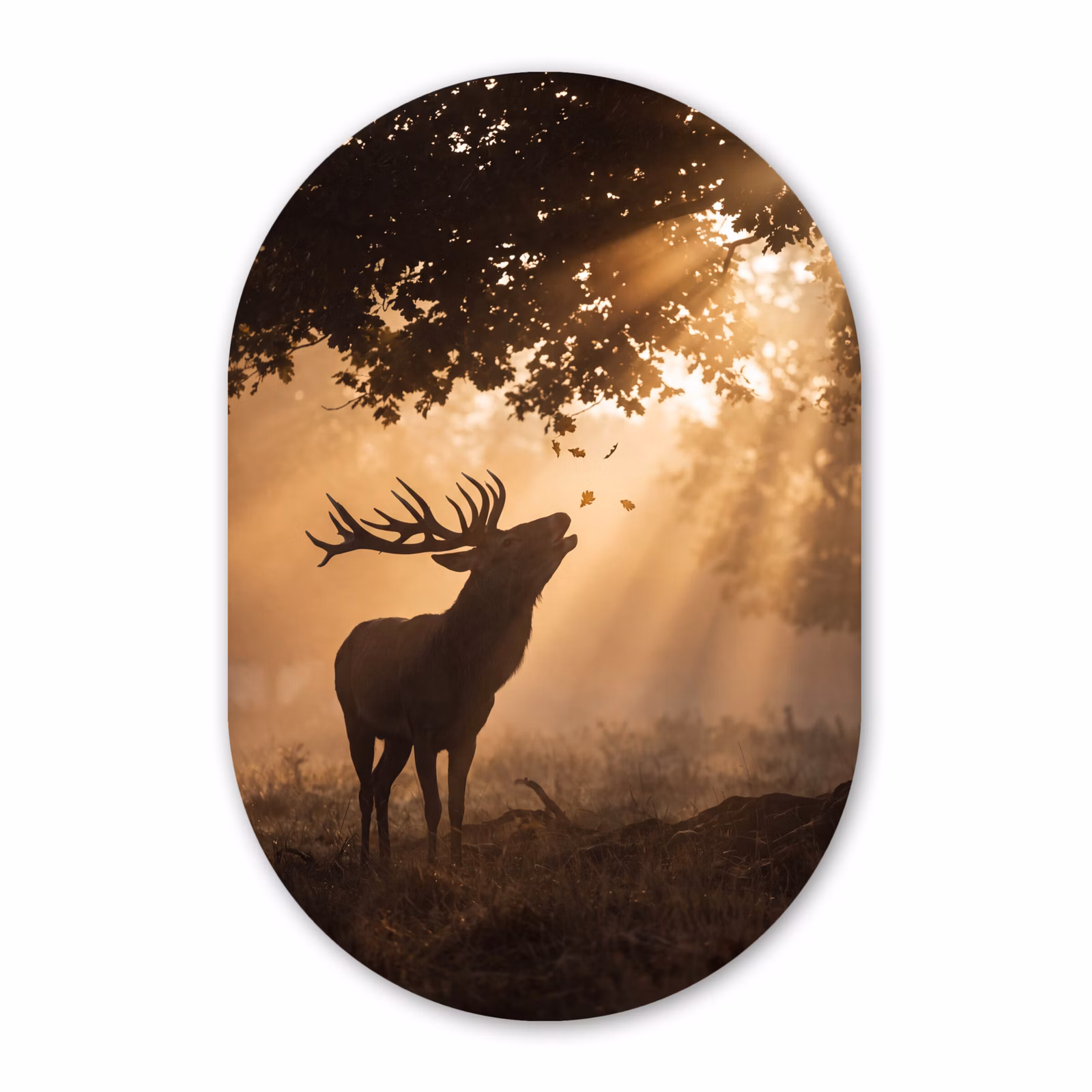 Glasbild Oval - Hirsch – Sonnenstrahlen – Herbst — 1