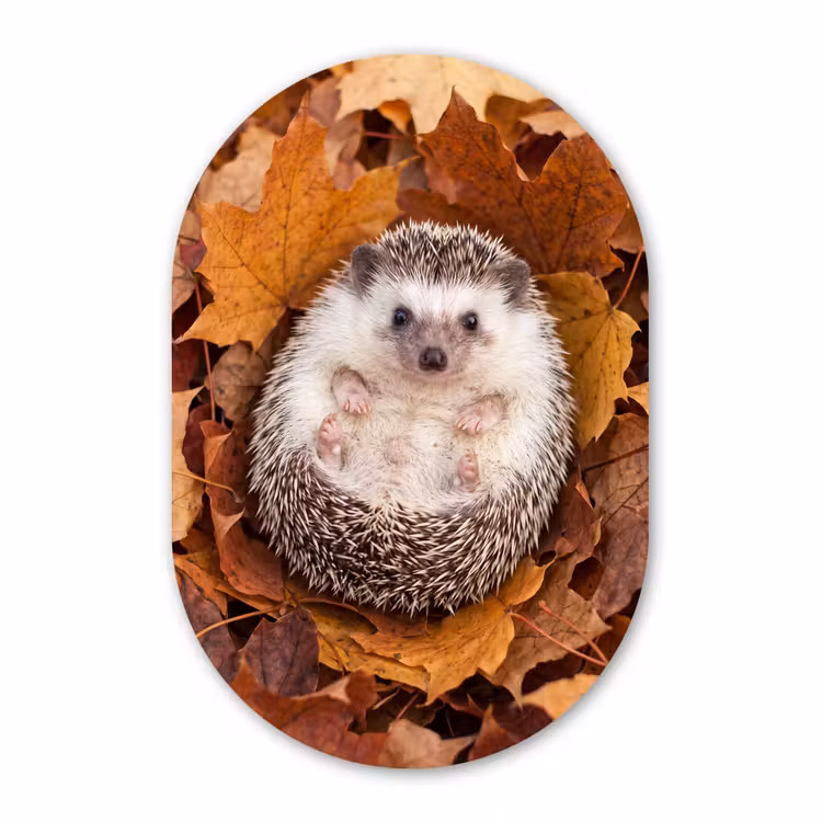 Glasbild Oval - Igel – Herbst – Tiere — 1