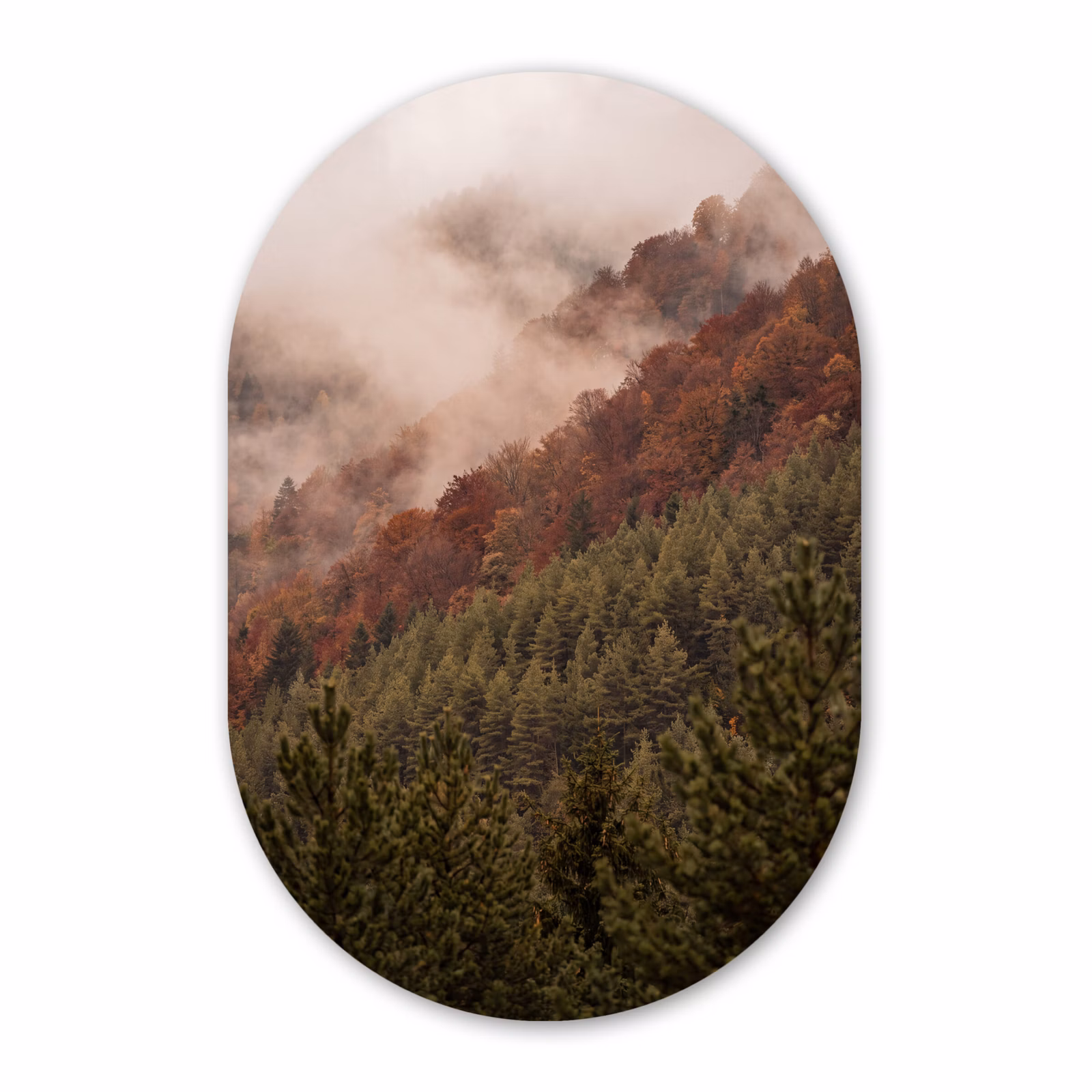 Glasbild Oval - Wald – Nebel – Natur — 1