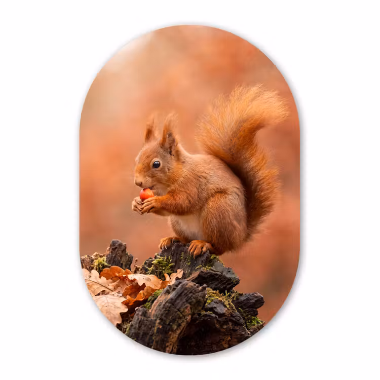 Glasbild Oval - Eichhörnchen – Beere – Herbst — 1