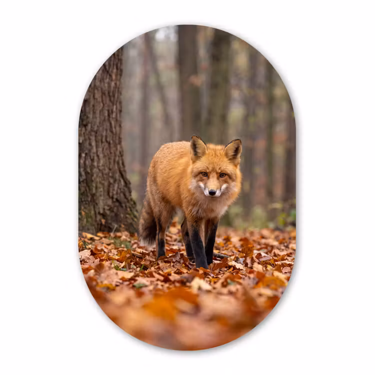 Glasbild Oval - Fuchs – Herbst – Blätter — 1
