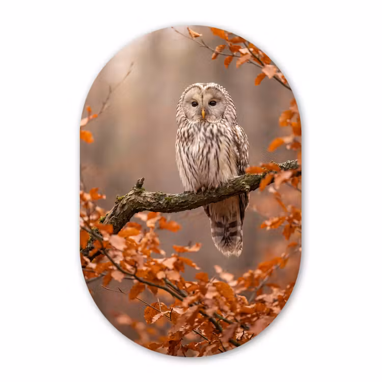 Glasbild Oval - Vogel – Baum – Herbst — 1