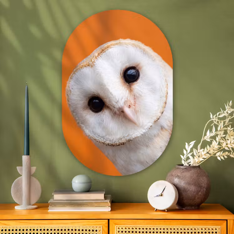 Glasbild Oval - Vogel – Tiere – Nahaufnahme — 2