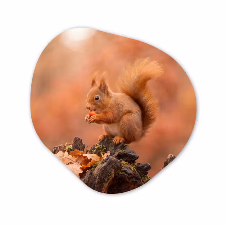 Glasbild Organische Form - Eichhörnchen – Beere – Herbst — 1