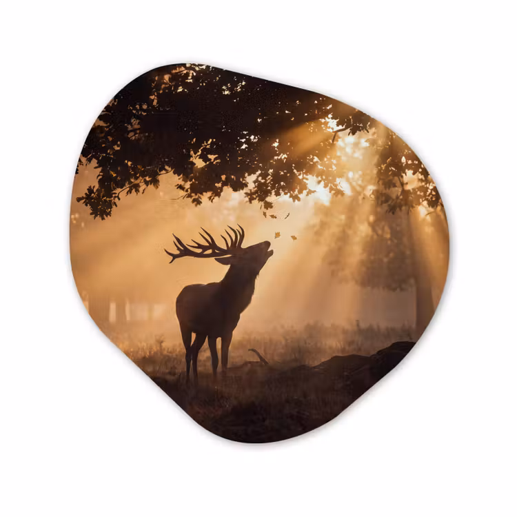 Glasbild Organische Form - Hirsch – Sonnenstrahlen – Herbst — 1