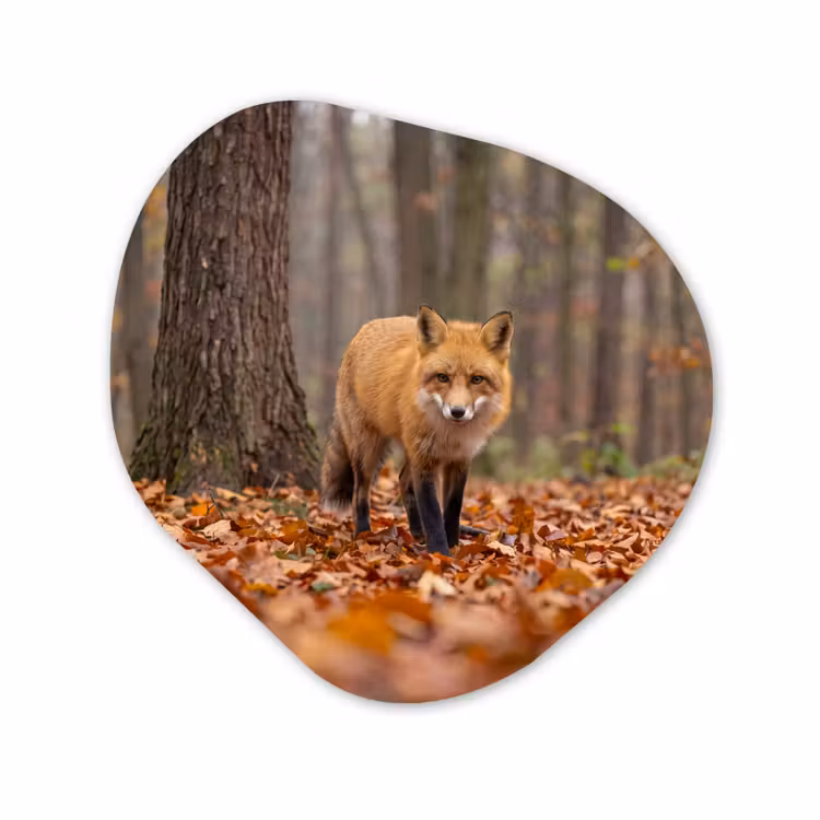 Glasbild Organische Form - Fuchs – Herbst – Blätter — 1