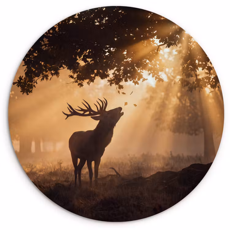 Glasbild Rund - Hirsch – Sonnenstrahlen – Herbst — 1