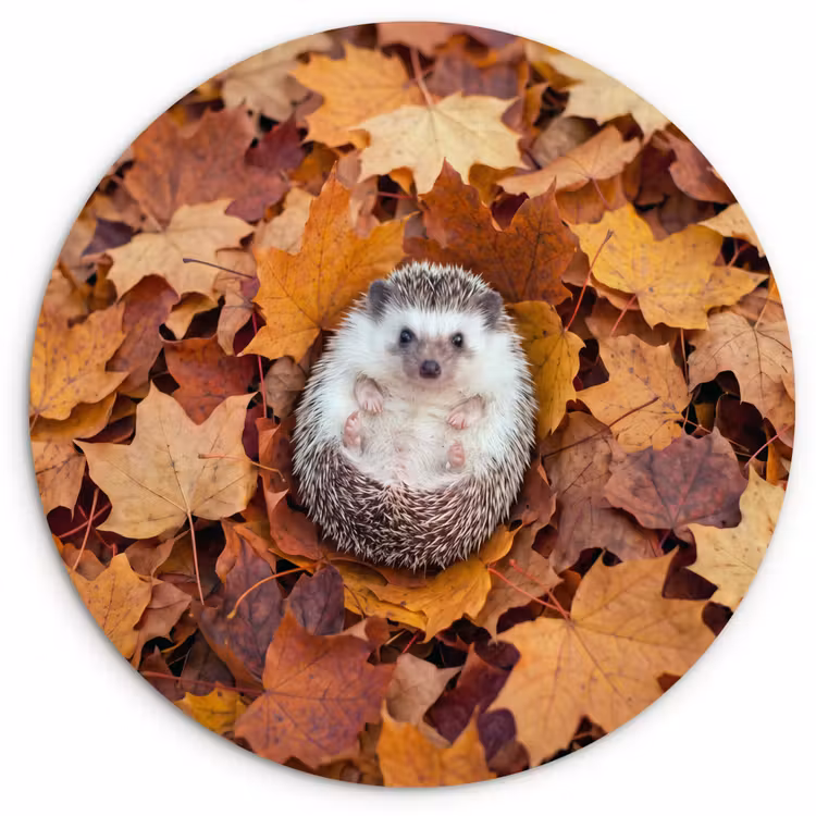 Glasbild Rund - Igel – Herbst – Tiere — 1