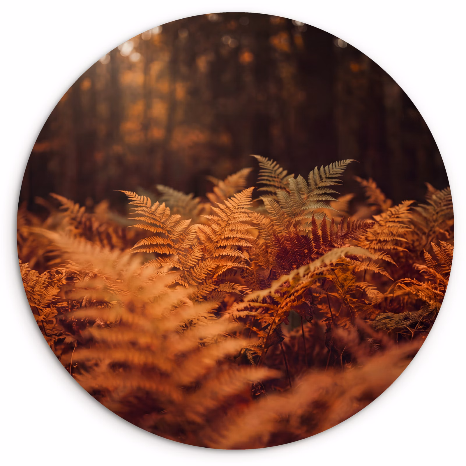 Glasbild Rund - Pflanzen – Herbst – Wald — 1