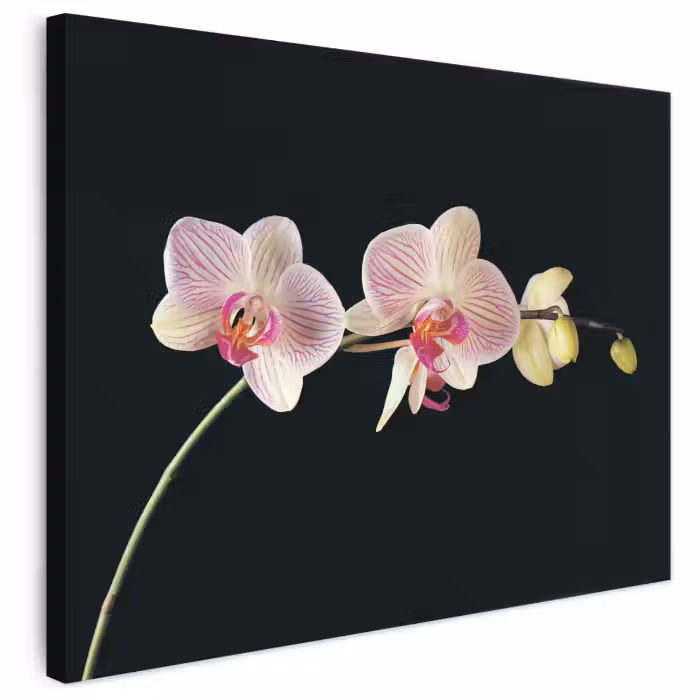 Leinwandbild - Orchidee - Blumen - Schwarz - Rosa - Knöpfe