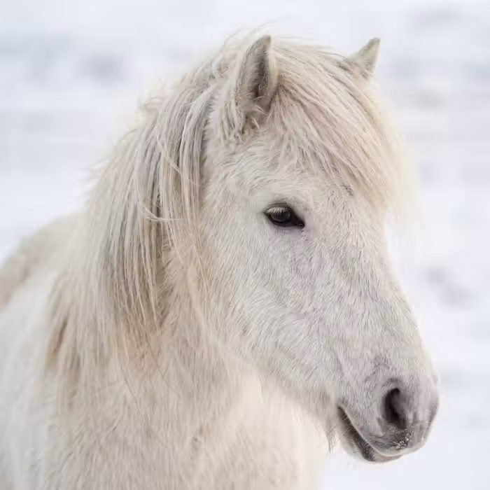 Tapete - Pferd - Kopf - Winter - Tiere - Weiß