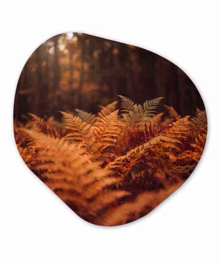 Glasbild Organische Form - Pflanzen – Herbst – Wald