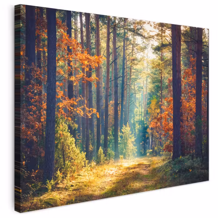 Leinwandbild - Wald – Sonne – Natur – Herbst